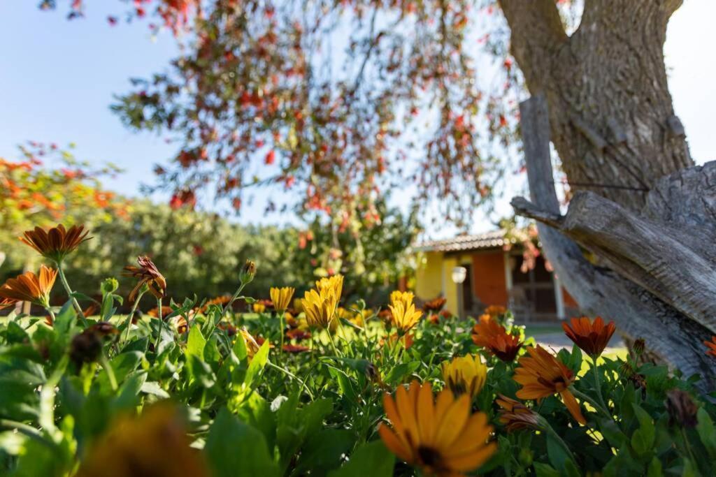 A Charming Country Cottage + Bikes And Kayaks Bosa Exterior foto